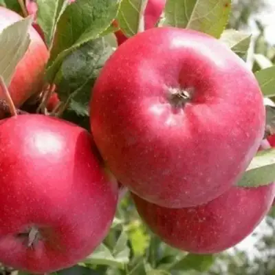 Яблоня ПОСПЕХ в Осиповичах