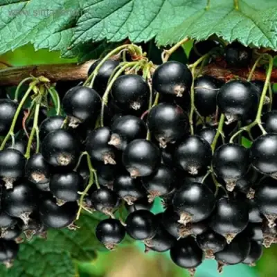 Смородина черная БЕН КОНАН в Осиповичах