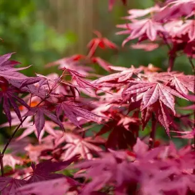 Клен дланевидный АТРОПУРПУРЕУМ в Осиповичах