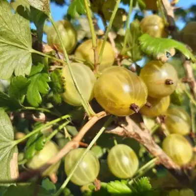 Крыжовник БЕЛОРУCСКИЙ САХАРНЫЙ 2 в Осиповичах