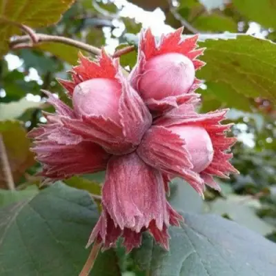 Фундук СКАРЛЕТТ в Осиповичах