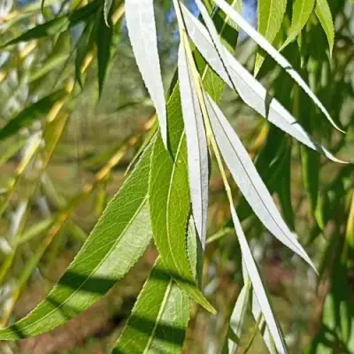 Ива ВИТЕЛЛИНА белая  в Осиповичах