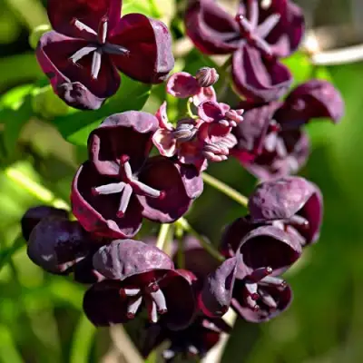 Акебия ПЯТЁРНАЯ  в Осиповичах