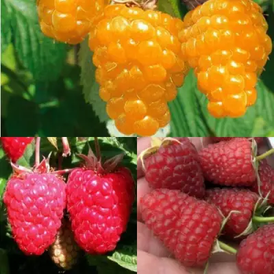 Комплект ЗОЛОТАЯ МАЛИНА в Осиповичах