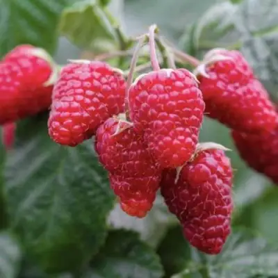 Малина МАРОСЕЙКА в Осиповичах