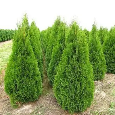 Туя СМАРАГД западная в Осиповичах