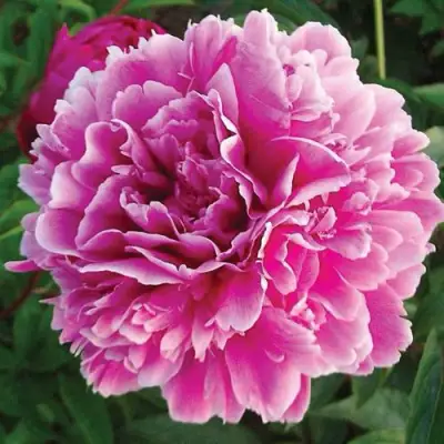 Пион ПУРПУРНАЯ ФЕЕРИЯ травянистый в Осиповичах