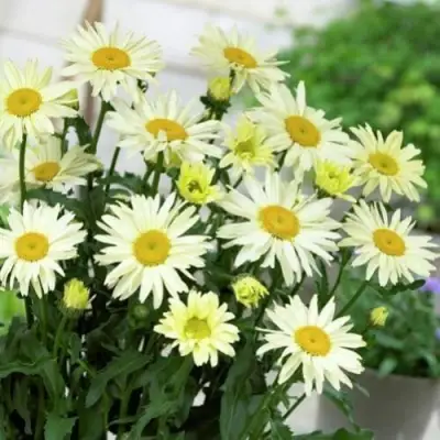 Нивяник БРОДВЕЙ ЛАЙТС великолепный в Осиповичах