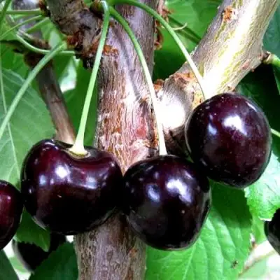 Вишня ШОКОЛАДНИЦА в Осиповичах