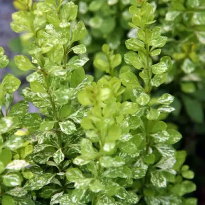 Барбарис ПАУ ВАУ тунберга в Осиповичах