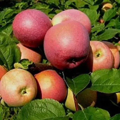 Яблоня СЛАВА ПОБЕДИТЕЛЯМ в Осиповичах