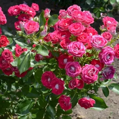 Роза ШОНЕ КОБЛЕНЦЕРИН флорибунда в Осиповичах