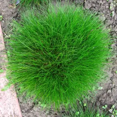 Овсяница ГОТЬЕ в Осиповичах