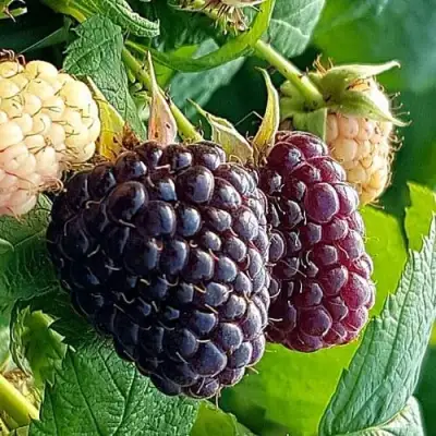 Малина БЛЭК ПОЛЬКА (ХЕБАН) в Осиповичах