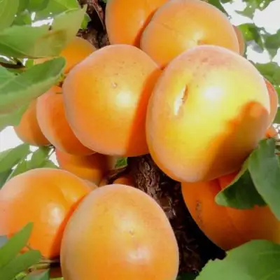 Абрикос ДЕСЕРТНЫЙ в Осиповичах