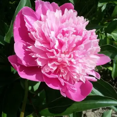 Пион ГОЛУБАЯ ХРИЗАНТЕМА травянистый в Осиповичах