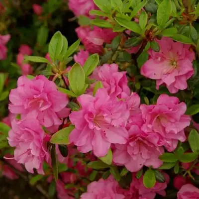 Азалия РОЗИНЕТТА японская в Осиповичах