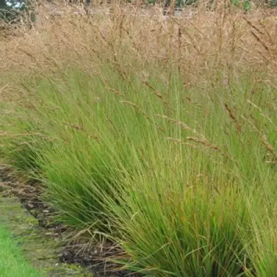 Молиния ПОЛ ПЕТЕРСОН голубая в Осиповичах