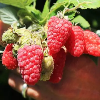 Малина ПАТРИЦИЯ в Осиповичах