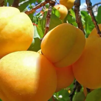 Абрикос ПАМЯТЬ ЛОЙКО в Осиповичах