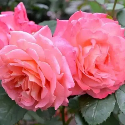 Роза ИНСТИТУТ ЛЮМЬЕР шраб в Осиповичах