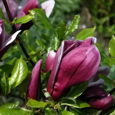 Магнолия НИГРА в Осиповичах