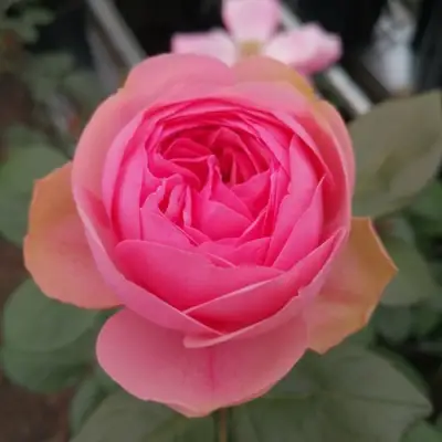 саженцы розы Джолли