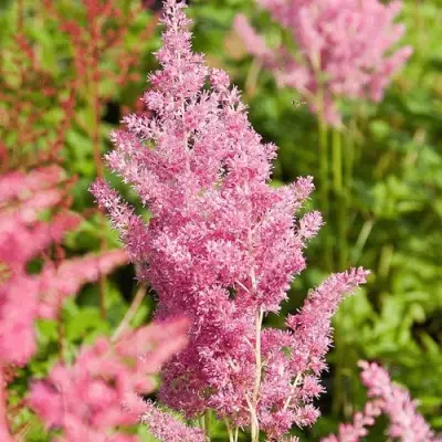 Астильба РЕЙНЛЕНД японская в Осиповичах