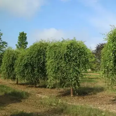 Береза САММЕР КАСКАД черная в Осиповичах