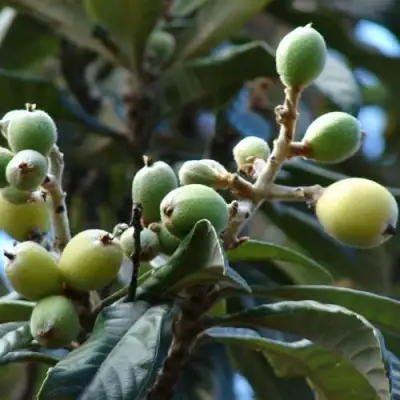 МУШМУЛА  в Осиповичах