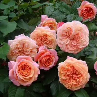 Роза ЧИППЕНДЕЙЛ чайно-гибридная в Осиповичах