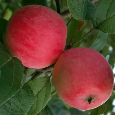 Яблоня СУЙСЛЕПСКОЕ (МАЛИНОВКА) в Осиповичах