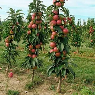 Яблоня ЯНТАРНОЕ ОЖЕРЕЛЬЕ колонновидная в Осиповичах