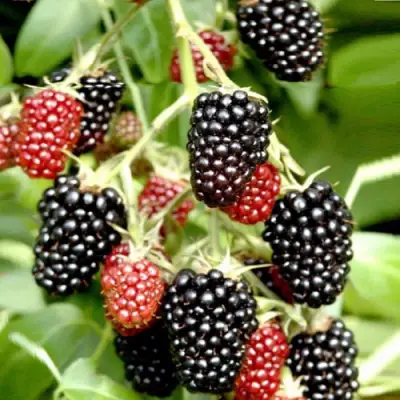 Ежемалина ДАРРОУ в Осиповичах