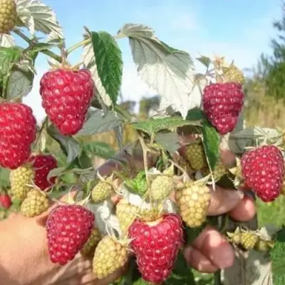 Малина ЖАР-ПТИЦА в Осиповичах