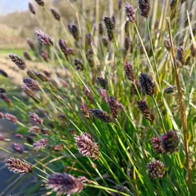 Сейслерия ХЕФЛЕРА в Осиповичах