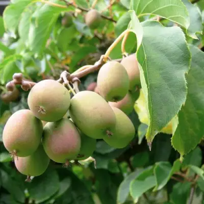 Актинидия ЛЮСИ аргута  в Осиповичах