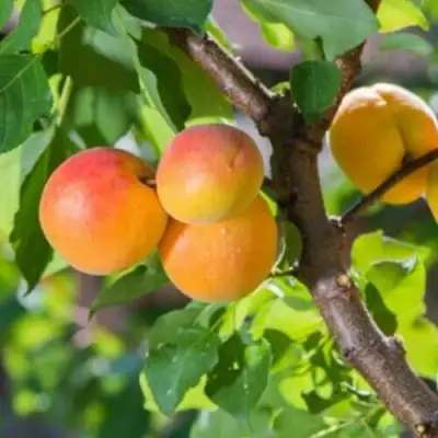 Абрикос РИТАУСМА в Осиповичах