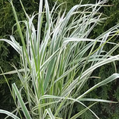 Вейник ОВЕРДАМ остроцветковый в Осиповичах