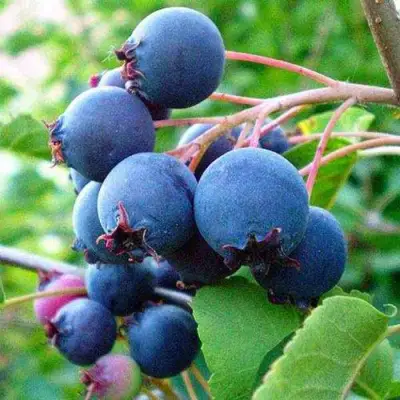 Ирга ПЕМБИНА в Осиповичах