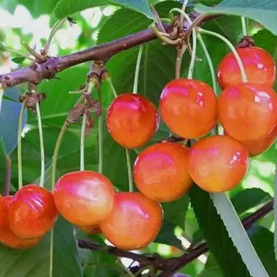 Черешня НАСЛАЖДЕНИЕ в Осиповичах