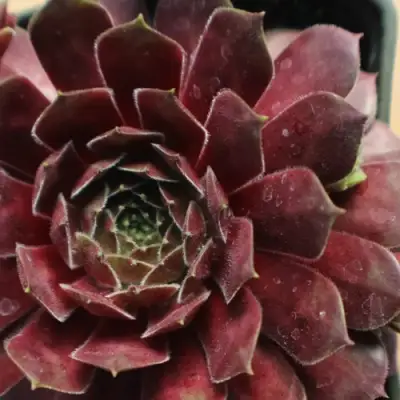 Молодило БЛЭК МОУНТЭЙН в Осиповичах