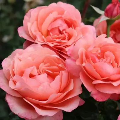 Роза КОРАЛ ЛИОНС РОУЗ флорибунда в Осиповичах