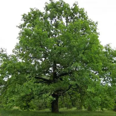Дуб черешчатый в Осиповичах