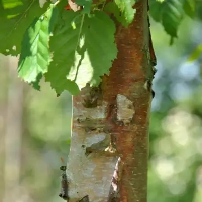 Береза бумажная в Осиповичах