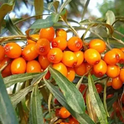 Облепиха БОТАНИЧЕСКАЯ в Осиповичах