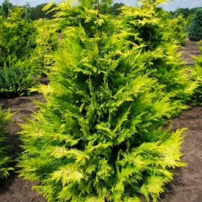 Кипарисовик ГОЛДЕН ВОНДЕР лавсона в Осиповичах