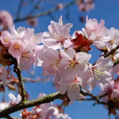 Вишня РАНЧО САРЖЕНТА в Осиповичах