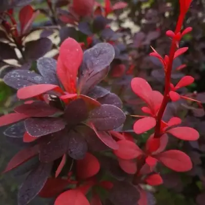 Барбарис РЕД ПИЛЛАР тунберга в Осиповичах