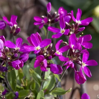 Арабис РОУЗ делайт в Осиповичах